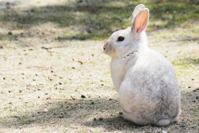 うさぎ