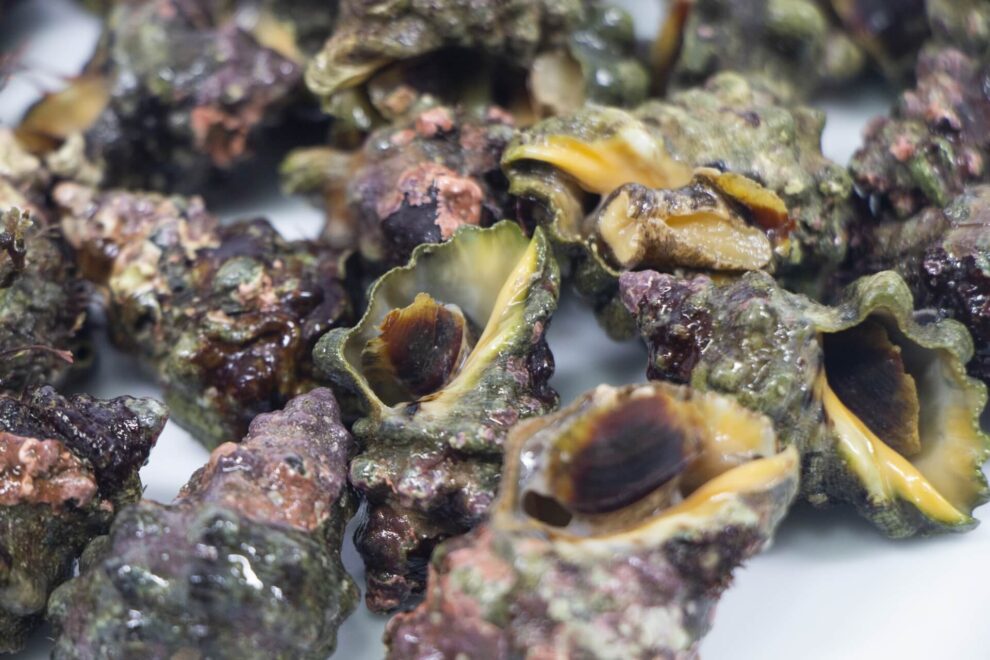 イボニシの写真