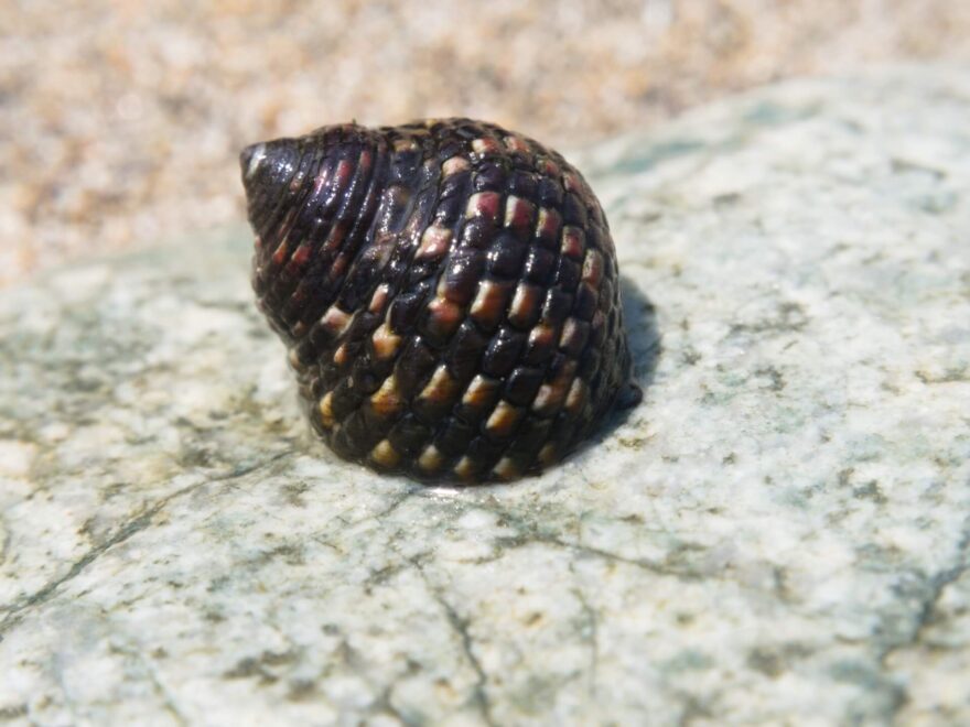 イシダタミガイの写真