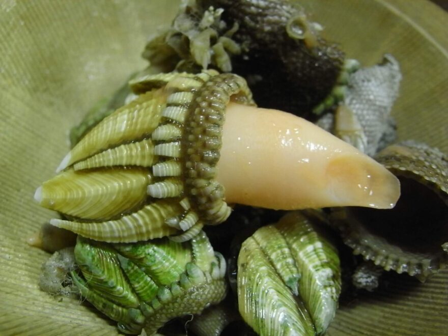 カメノテの写真