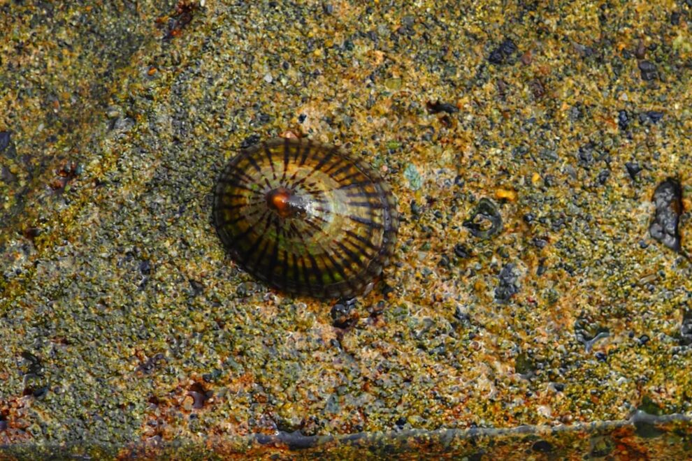 マツバガイの写真